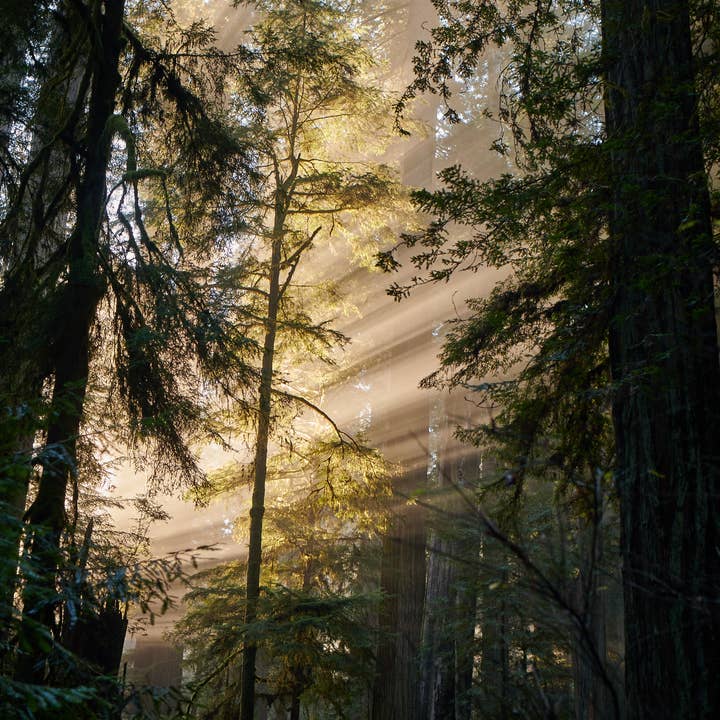 Olio Essenziale - Nebbia di Sequoia ALL'INGROSSO Venduto all'oncia per la vendita all'ingrosso da parte di Juniper Ridge