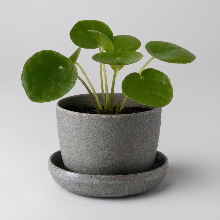 Wheat Husk Mini Planter Pot and other Purchase Wholesale nursery plant. Free Returns & Net 60 Terms on Faire trending on Faire.