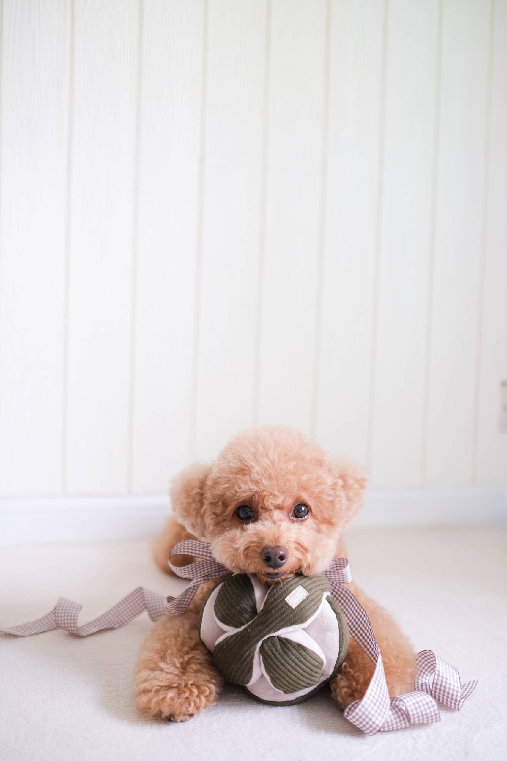 Lambwolf Collective - Wholesale Pet Squeaky Toy - Dog - MONTI*//Enrichment Toy4