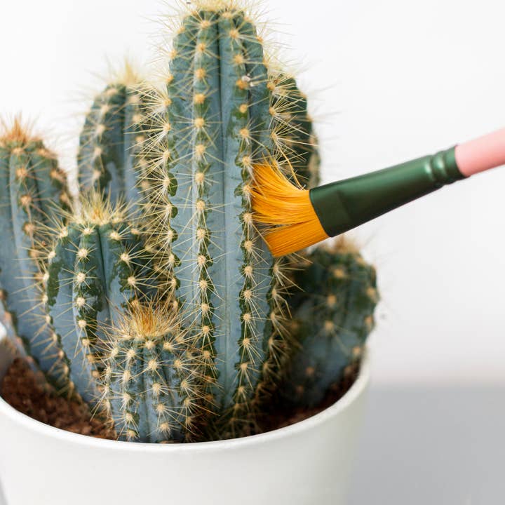 Bubblegum Stuff US - Wholesale Cleaning Brush - Mini Cactus Cleaner Brushes
