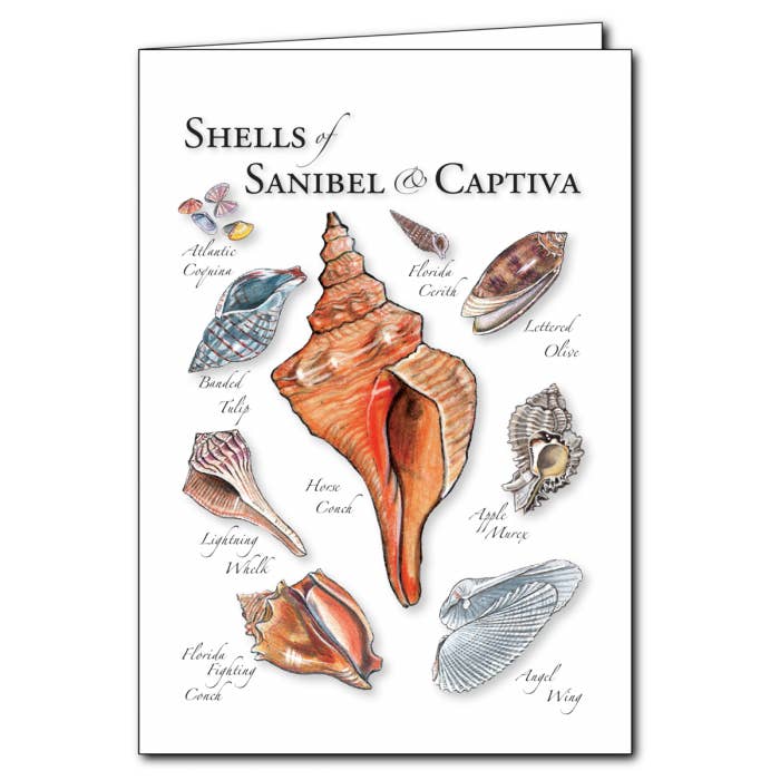 Shells of Sanibel & Captiva for wholesale by Earth Sky + Water