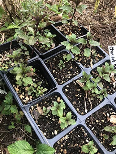 Smoke Camp Crafts - Wholesale Live Plant - Mint, Chocolate Plant, (Mentha piperita 'Chocolate Mint') 2.1