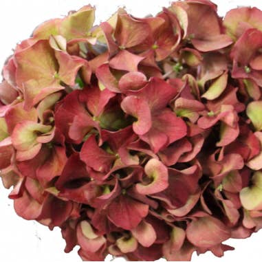 Florasource - Wholesale Fresh Cut Flowers - Hydrangea Antique Red Jumbo 12 Stems