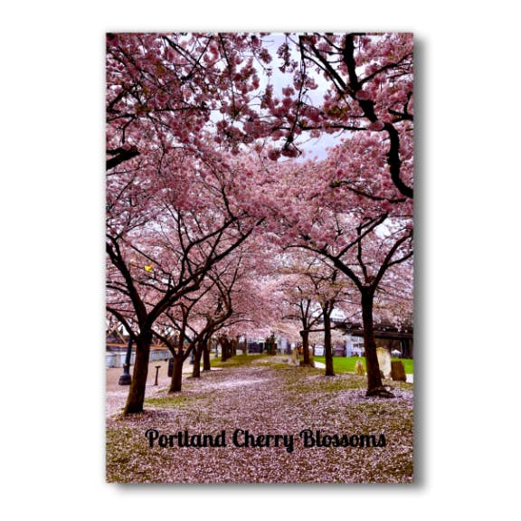 MAGNET - Portland Kersenbloesems voor wholesale door Nicole Mark Photography