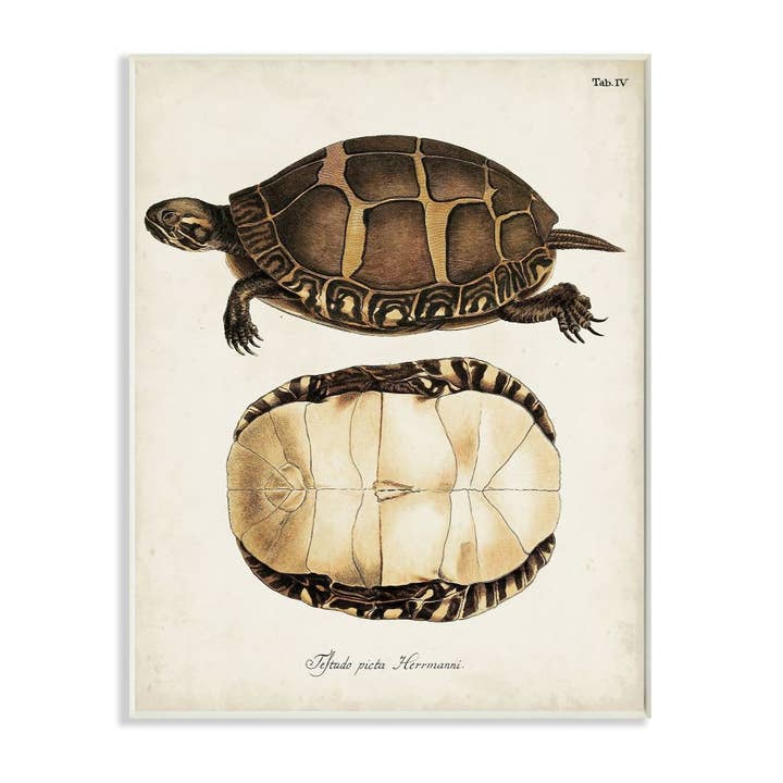 Stupell Industries - Vendita all'ingrosso Targa da parete - Dipinto tartaruga guscio latino studio scientifico animale