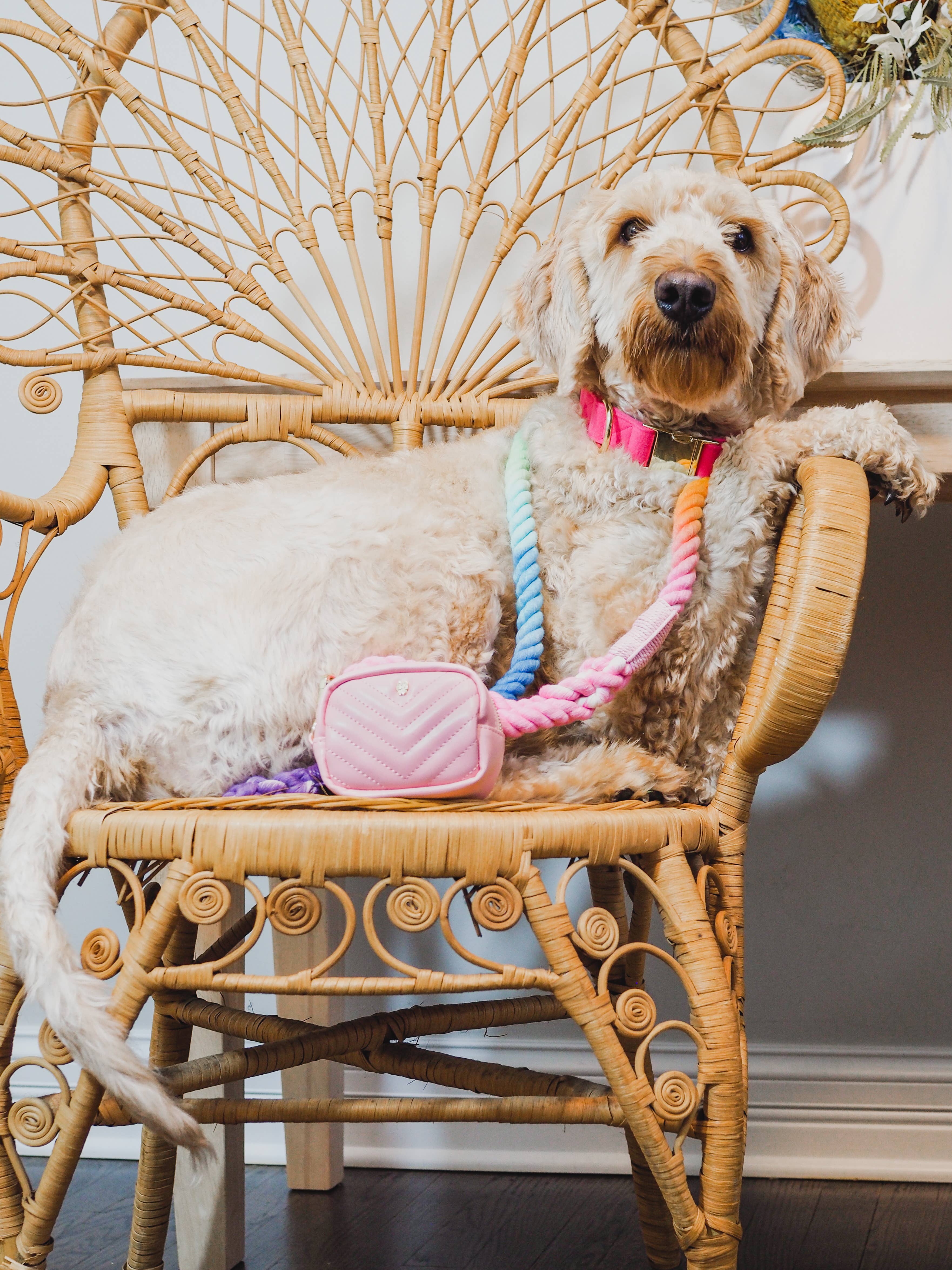 Pink Papyrus | Premium, Durable, & Stylish Dog Products - Wholesale Pet Leash - Dog - Nola Rope Dog Leash | Dog Leash | Rainbow Leash6