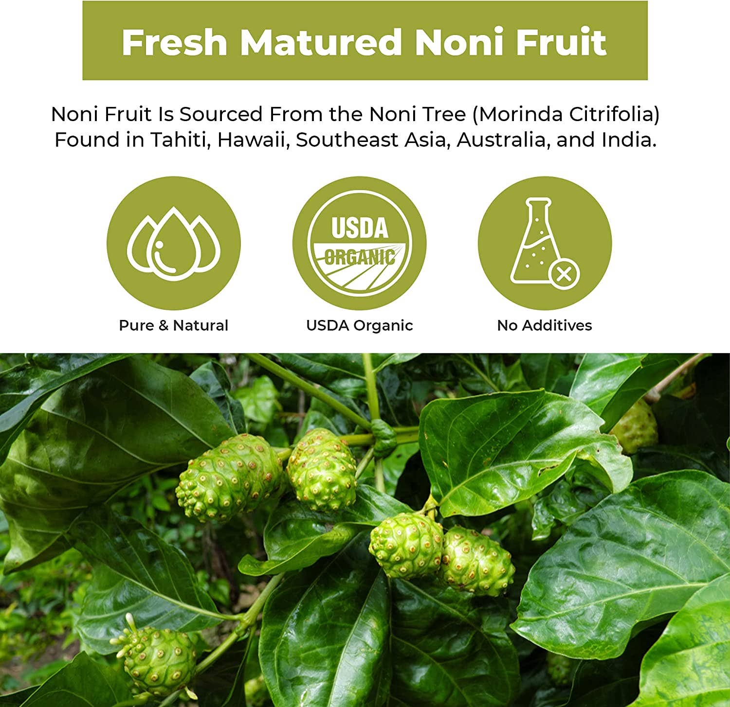 Aclivia - Wholesale Oral Supplement/Vitamin - Noni Fruit2