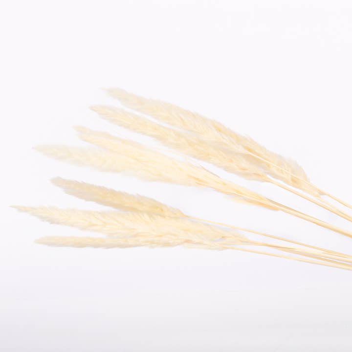 Willow+Wicker - Wholesale Dried/pressed flowers - White Mini Pampas Grass3