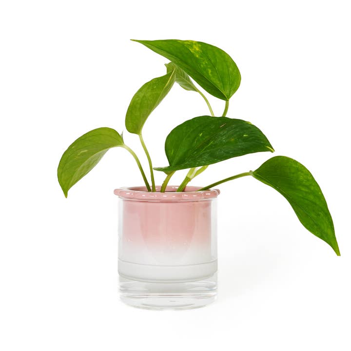 HYDROPONIC VASE DALIA HF for wholesale by Helio Ferretti Co
