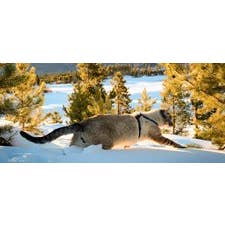 Gibbs Smith - Wholesale Book - Adult - Our Wild Tails: The Adventures of Henry & Baloo