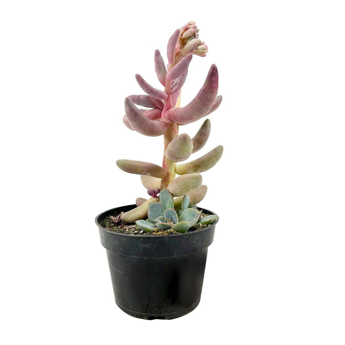 Best Plant Friend - Wholesale Succulent - Rare Pachysedum Ganzhou Pink Succulent 2in/ 4in4