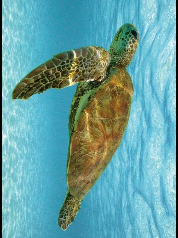 Green Sea Turtle Travel Towel / Beach Towel - Lux Microfibre for wholesale by Will and Wind - Beach Towels & Accessories