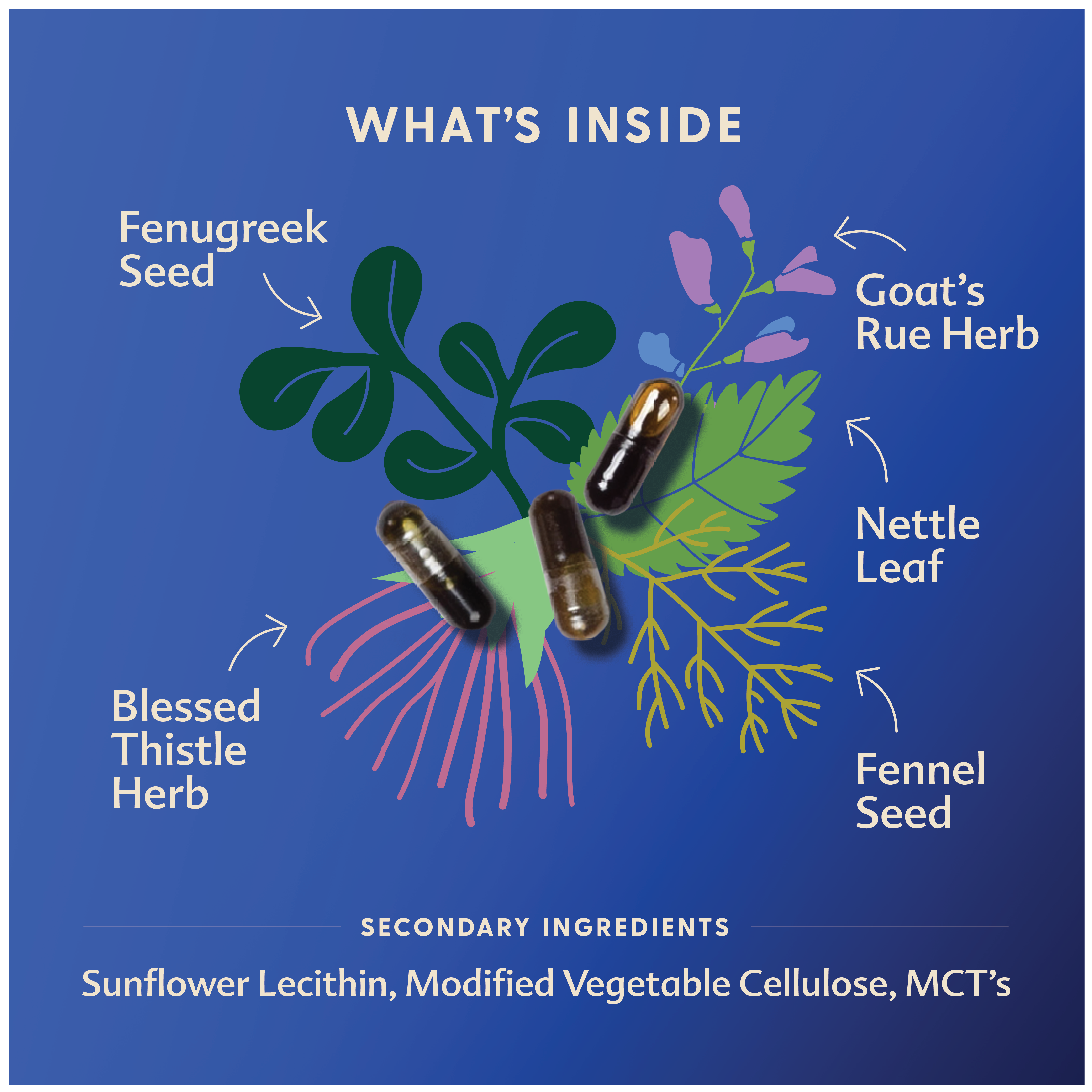 Motherlove - Wholesale Oral Supplement/Vitamin - More Milk Special Blend Capsules3