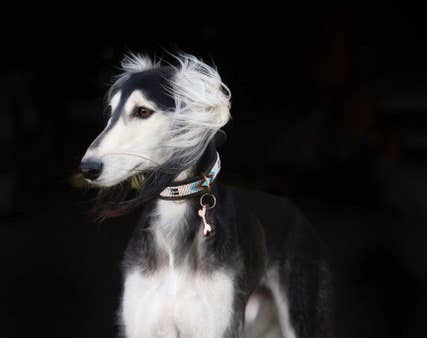 Kampuni - Vente Collier – chien - Collier pour chien Mesa1