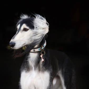 Kampuni – Engroshandel Halsbånd - Hund – Hundehalsbånd Mesa1