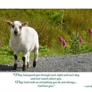 Baby Sheep New Baby per la vendita all'ingrosso da parte di MUNDO IMAGES