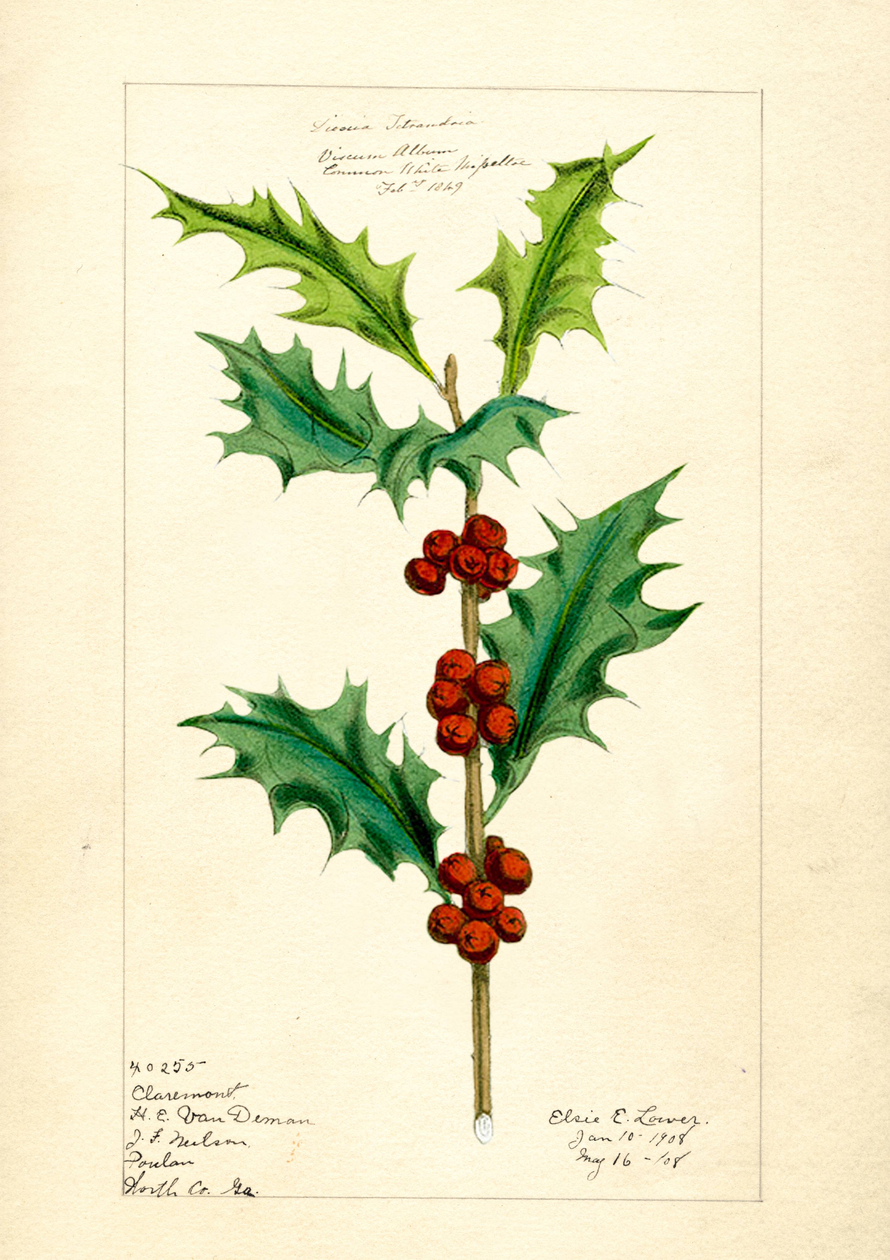 Madame Treacle - Vente Cartes de Noël - XM114P ~ Carte de Noël1