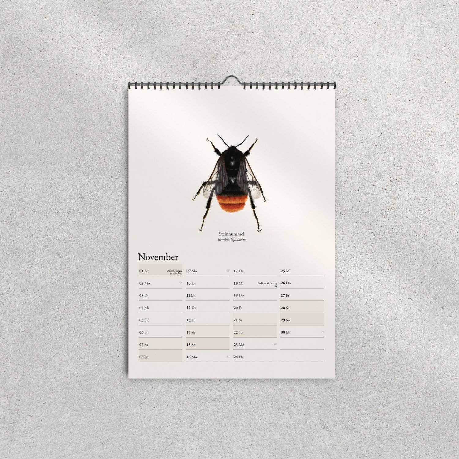 Terillu - Wholesale Calendar - Wall calendar 2026 with native bumblebees – Nature calendar in8