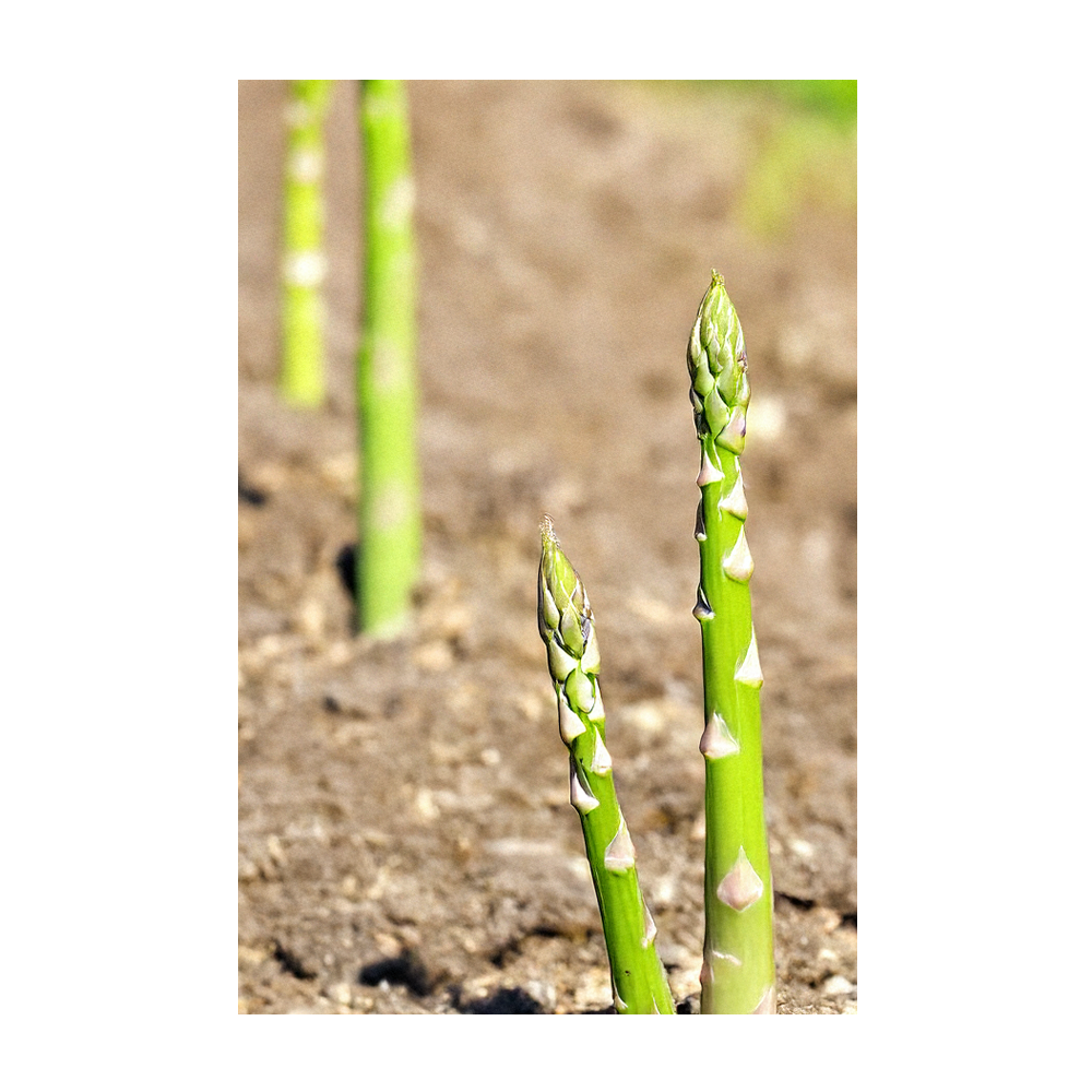 Chive Canada - Wholesale Plant Seeds - 2026 Asparagus Mary Washington Vegetable Seeds Packet3