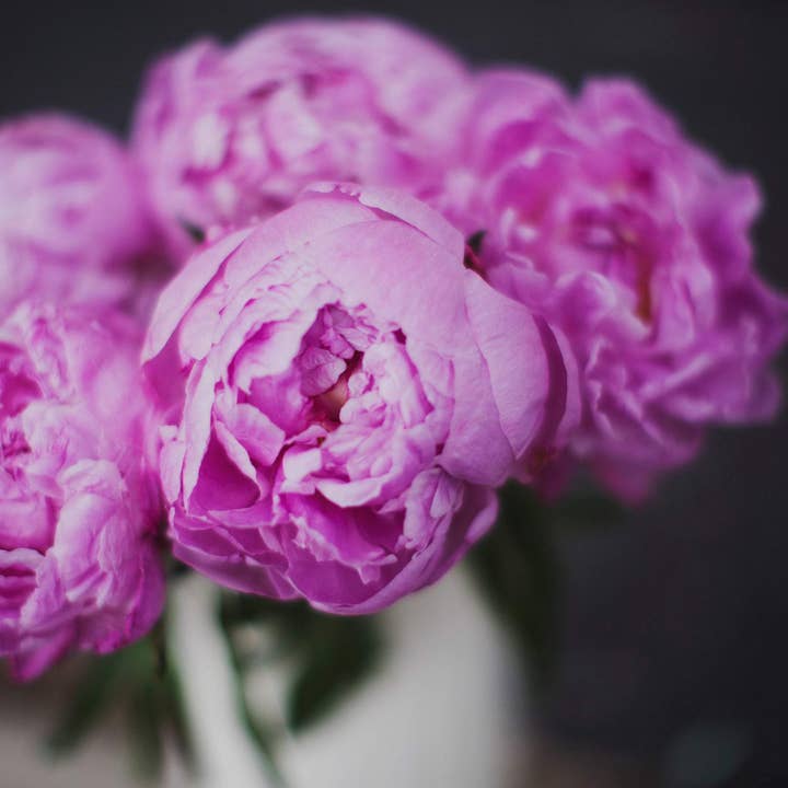 Peonies on Black Part Deux // Texas for wholesale by Alison Holcomb Creative