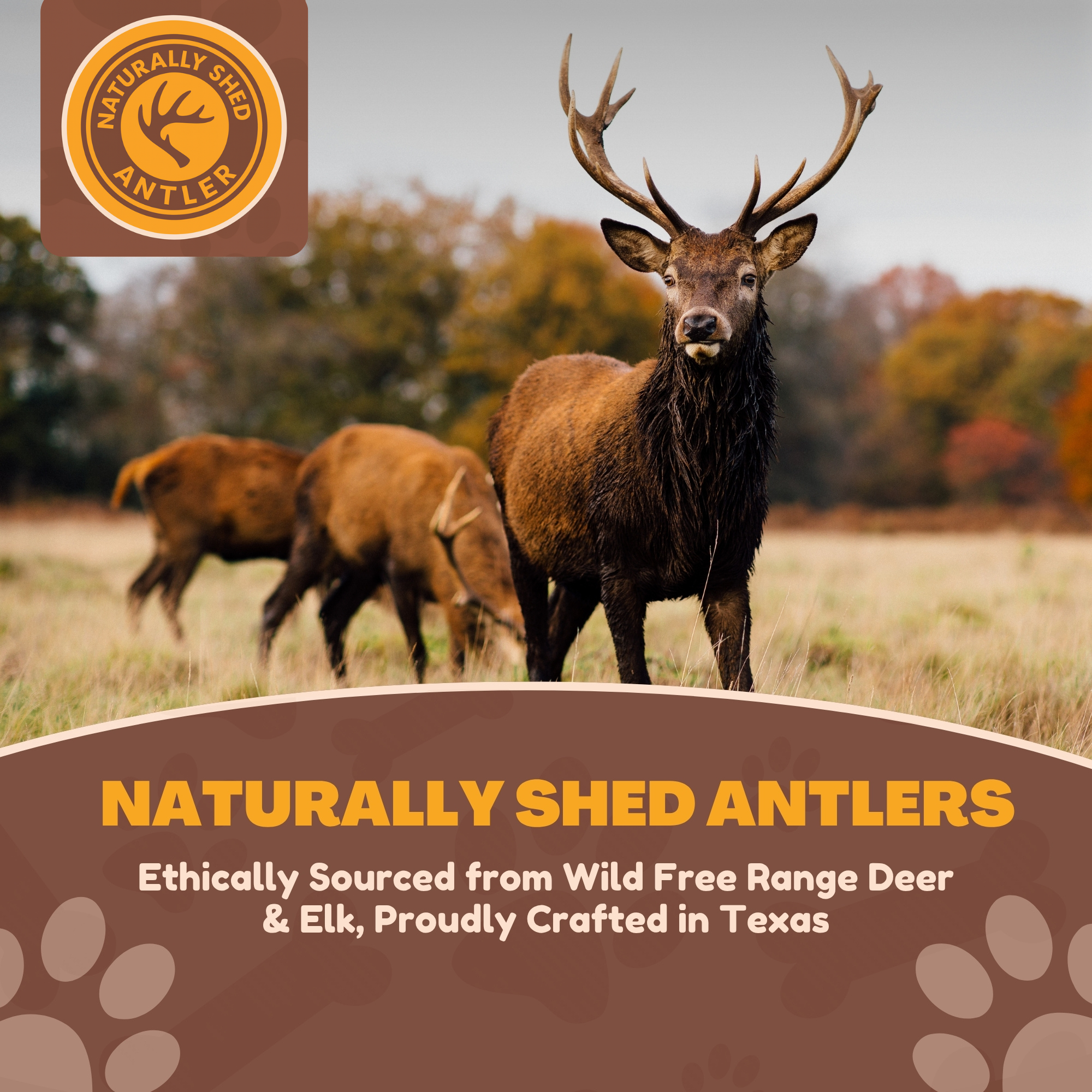 WhiteTail Naturals - Wholesale Pet Bone/Rawhide - Dog - BULK- A Grade - SPLIT Elk Antler Dog Chews Sold by The Pound3