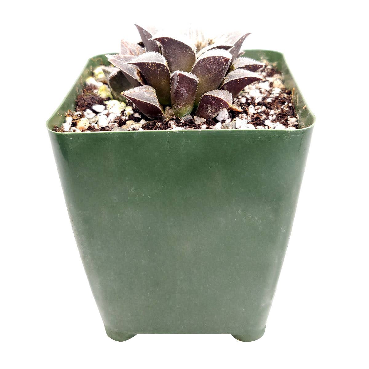 Haworthia Emelyae Var. Major