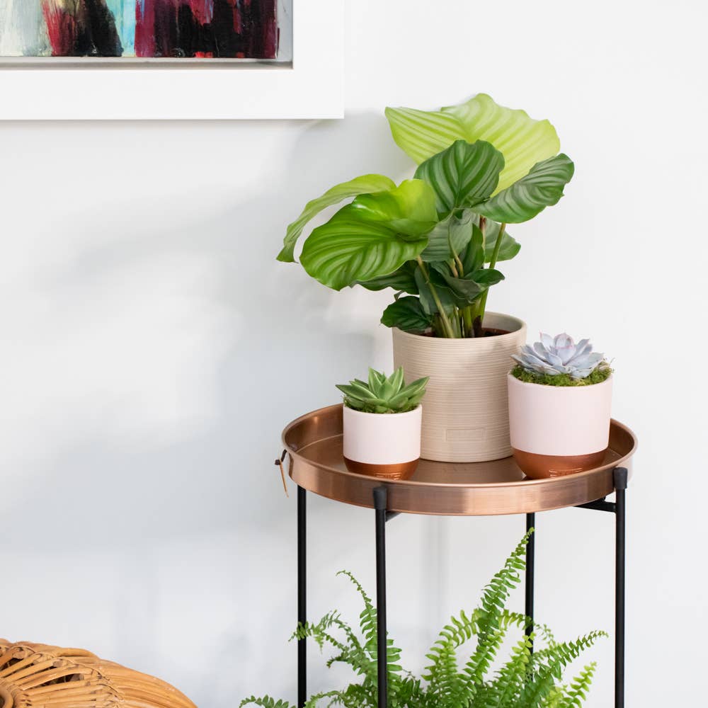 The Little Botanical – wholesale Succulent – Lilacina7