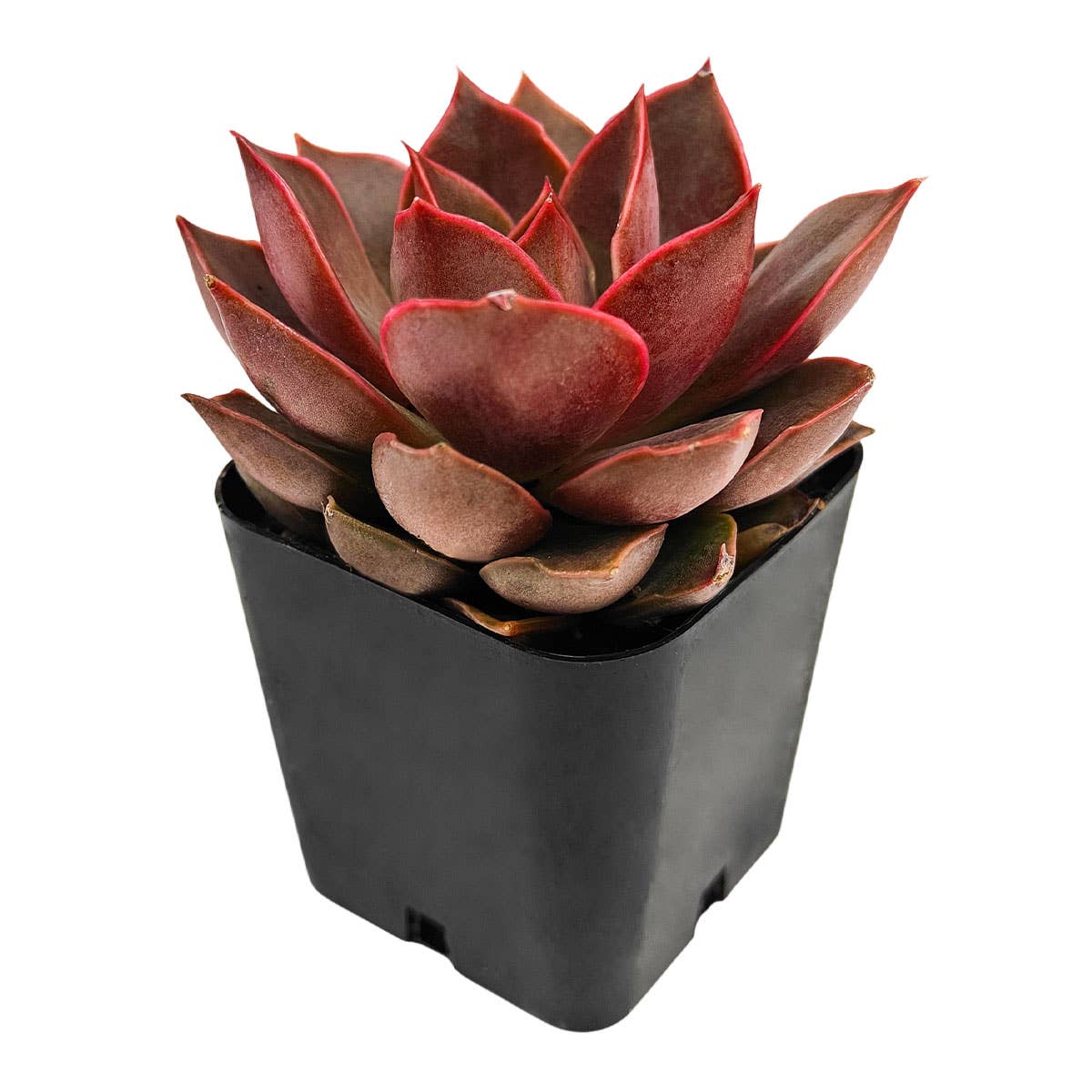 Best Plant Friend - Wholesale Succulent - Echeveria 'Samba' Succulent 2" Grower Pot2