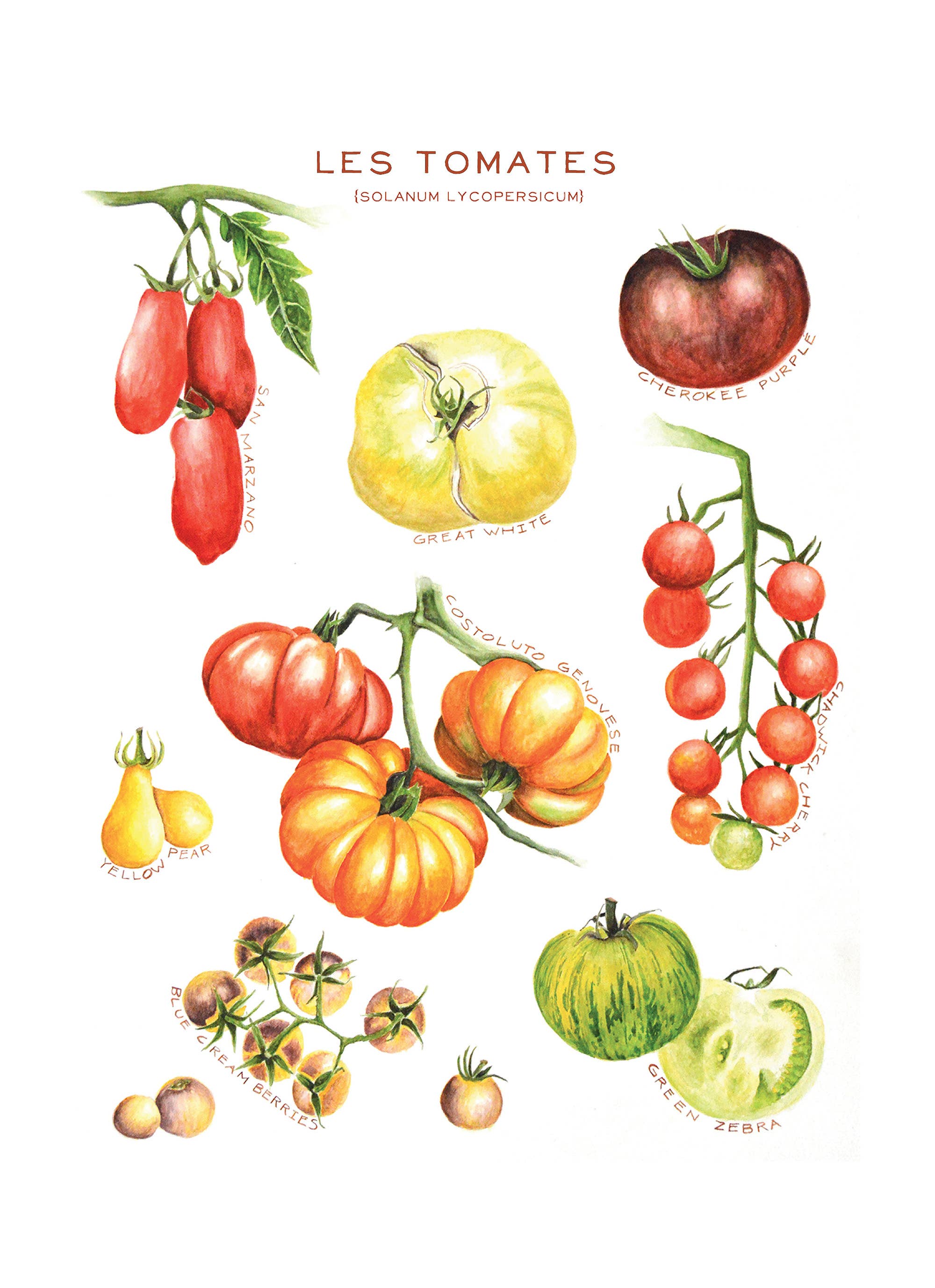 Maison Lorrain - Wholesale Tea Towel - Les Tomates / Tomatoes - Linge a vaisselle / Tea Towel1
