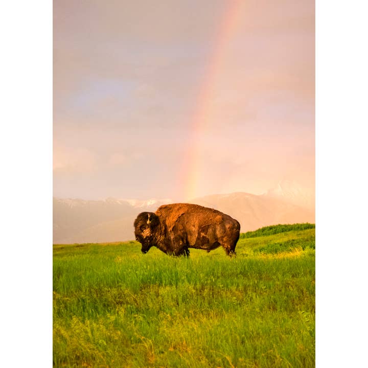 Chance pour la vente par Laurie Childs Photography