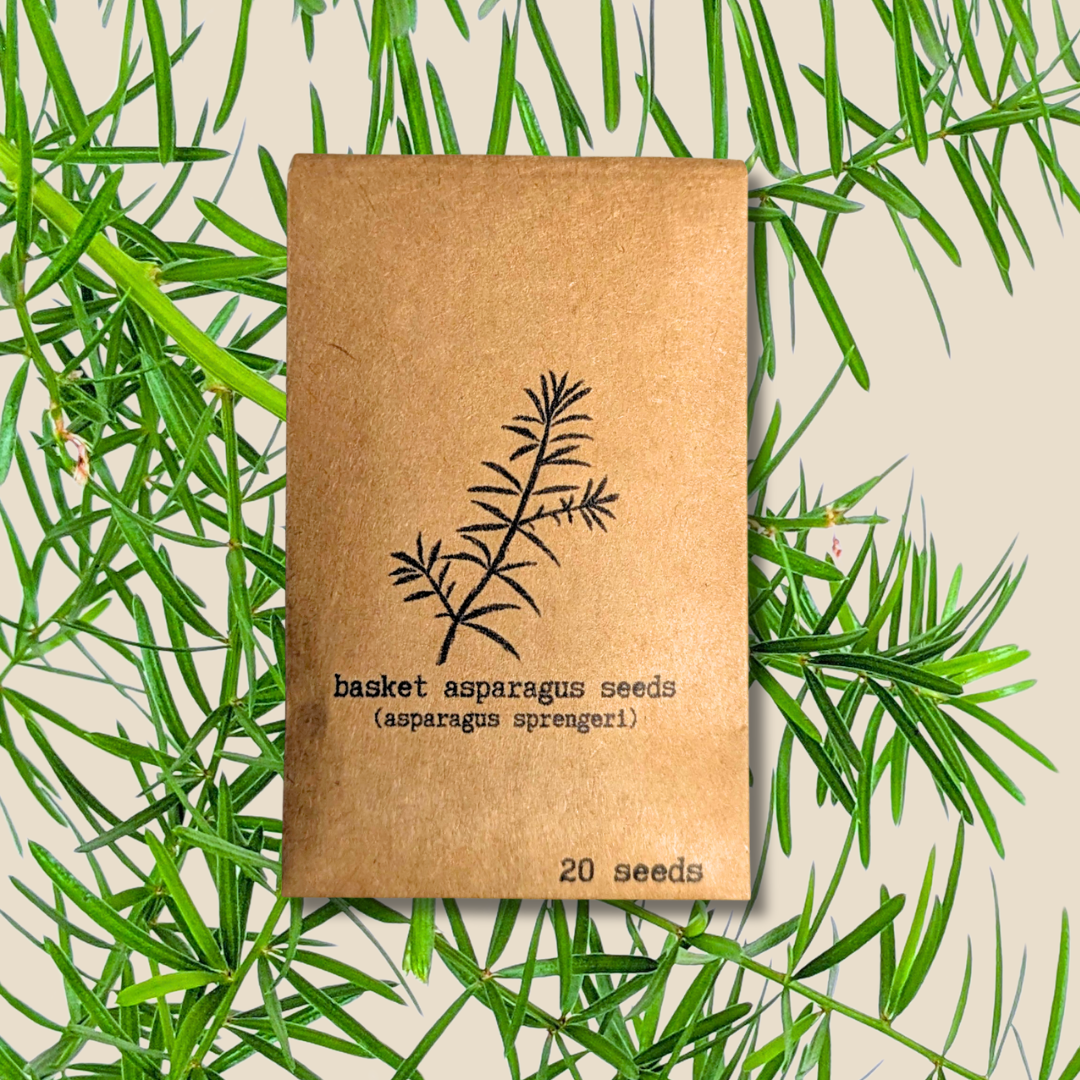 Plantflix - Vente Graines de plantes - Graines de plantes d'intérieur et de plantes tropicales6