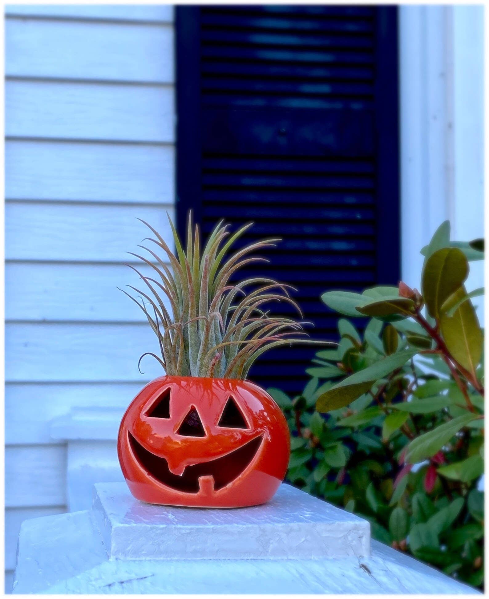 The Simply Crafty Shop - Wholesale Plant Pot - Ceramic Jack-O-Lantern Air Plant Holder1