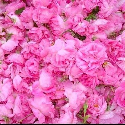 Organic Rosa Damascena Pink Rose Petals ~ Pristine beauty, Tonifying, Peace, Shen, Anti inflammatory, Antioxidants, Queen of all flowers for wholesale by CLAREIA