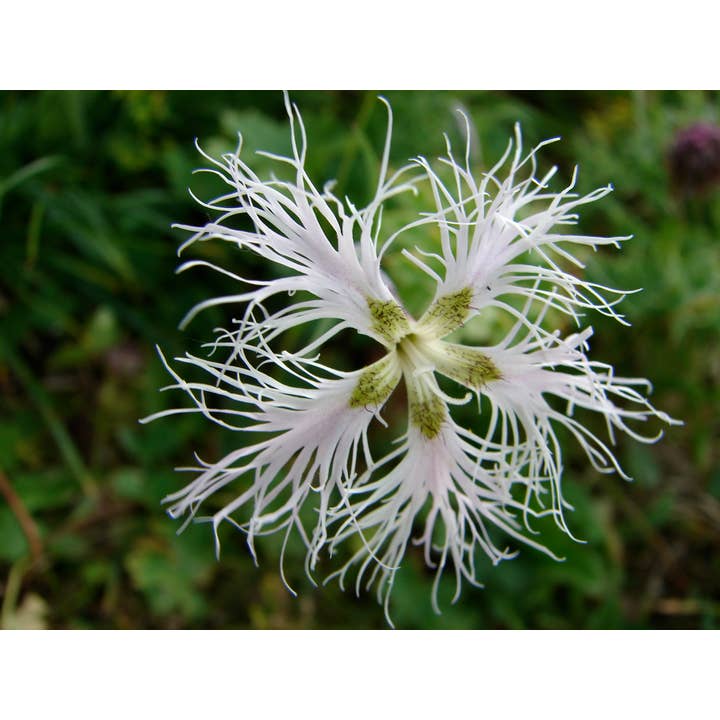 Fotografia di biglietto d'auguri Fiore Dianthus_01 per la vendita all'ingrosso da parte di PhotoWord Art