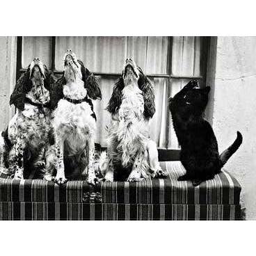 Howling Dogs for wholesale by Retrospect Greeting Cards