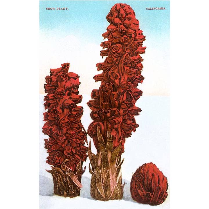 Kunstdruck CA-476 Schneepflanze, Lake Tahoe, Kalifornien für den Großhandel von Found Image Press