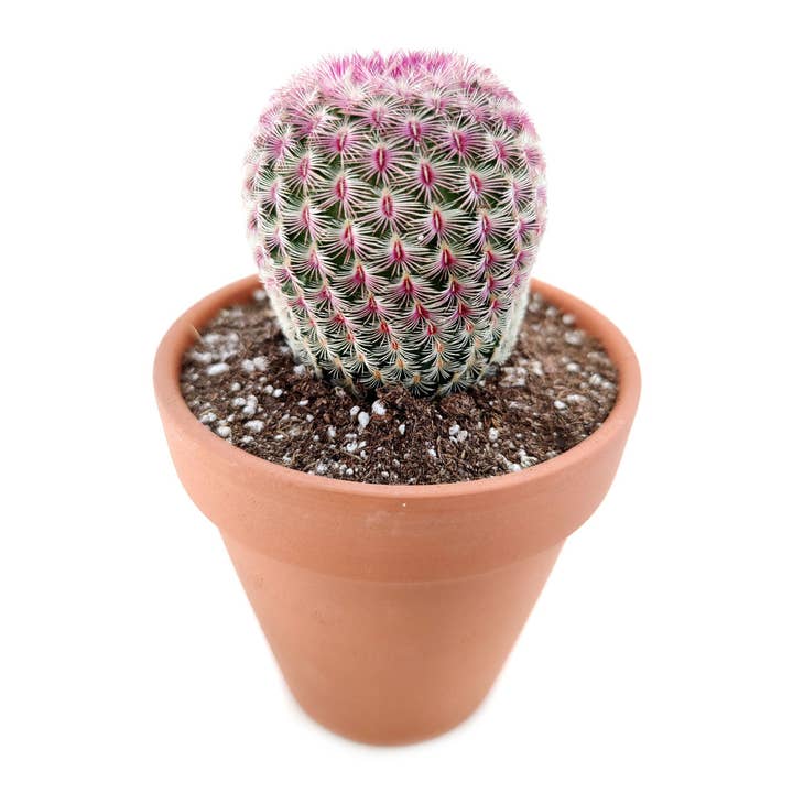 Best Plant Friend - Wholesale Live Plant - Cactus Wedding and Party Favors Tray - 64 Live Bulk Cacti
