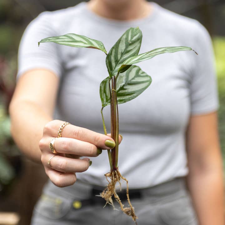 Air Plant Shop - Wholesale Live Plant - Calathea 'Prayer Plants' Anulque Fresh Rooted Cuttings3