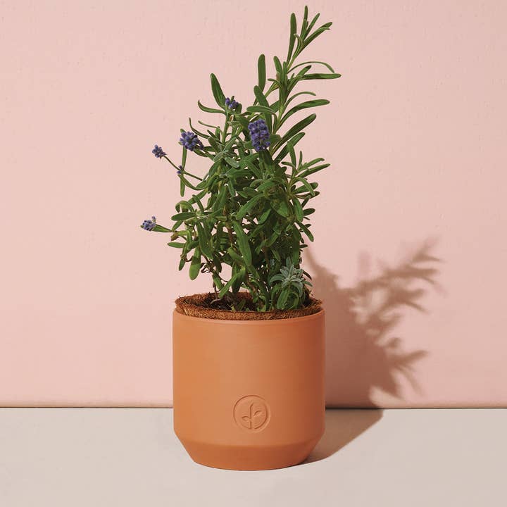 Modern Sprout - Wholesale Plant Seeds - Tiny Terracotta Grow Kits5