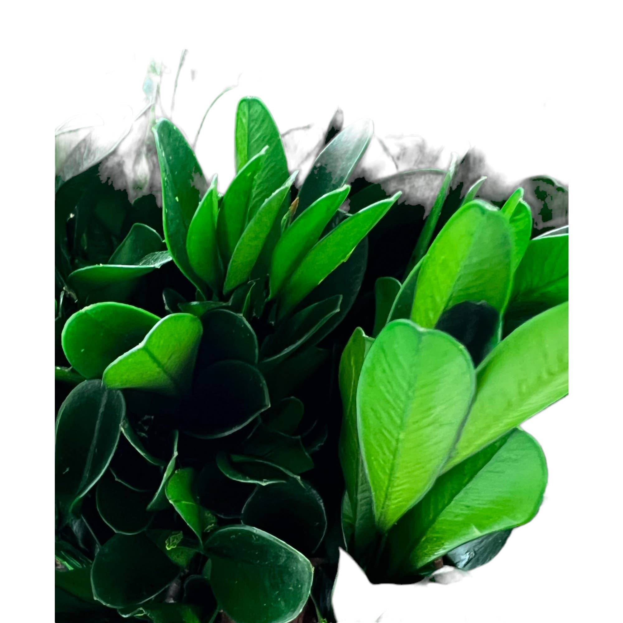 2626 Designs - Venta al por mayor Plantas artificiales - Planta topiaria preservada en forma de cono de boj verde de 16 pulgadas en maceta2