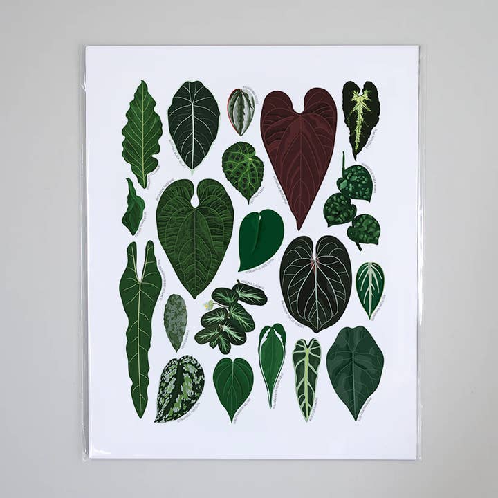 Plantes d'intérieur sombres - Affiche éducative sur la nature pour la vente par Beehive 95 Designs