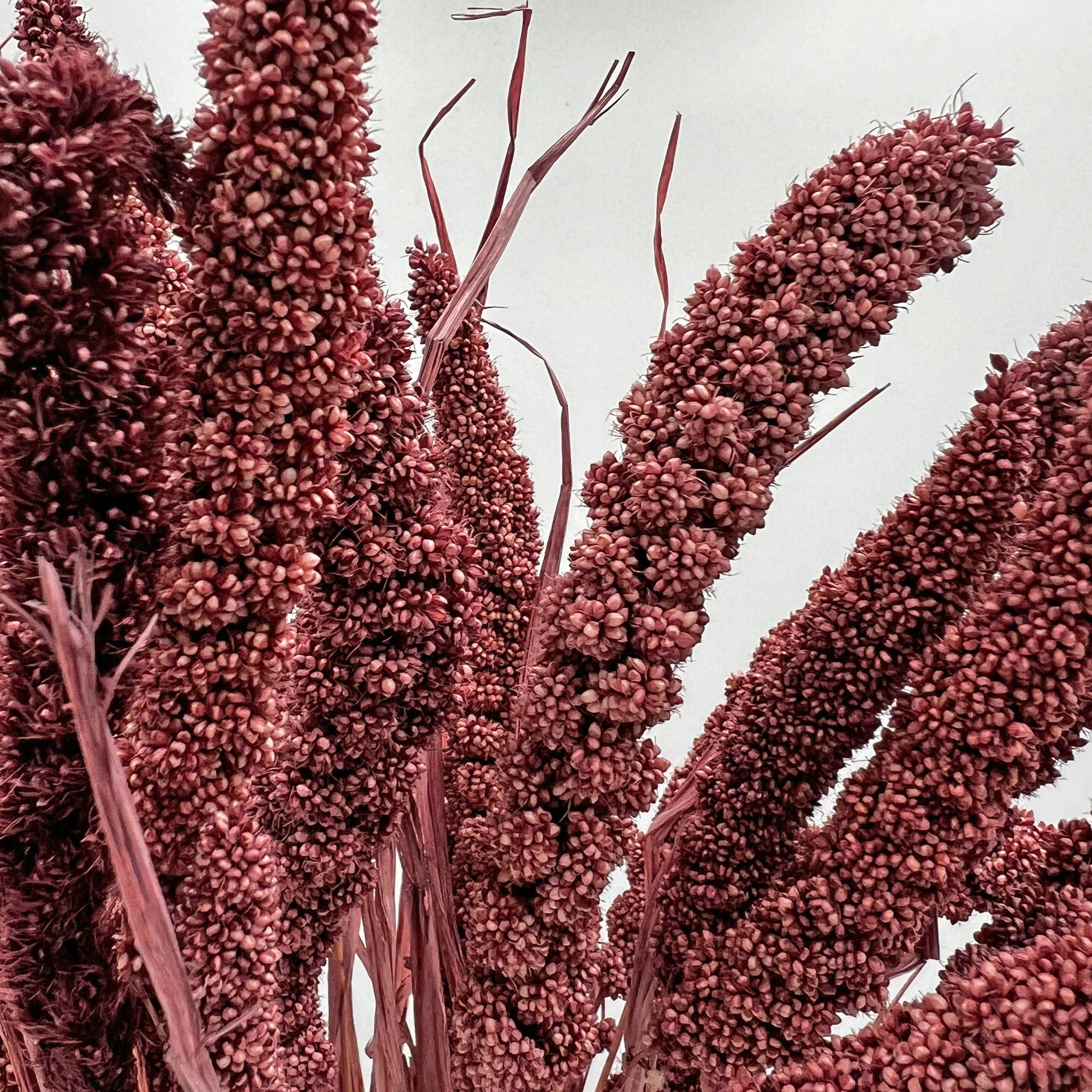 2626 Designs - Wholesale Dried/Pressed Flowers - Dried Preserved Millet Flower 21" Multiple Colors25