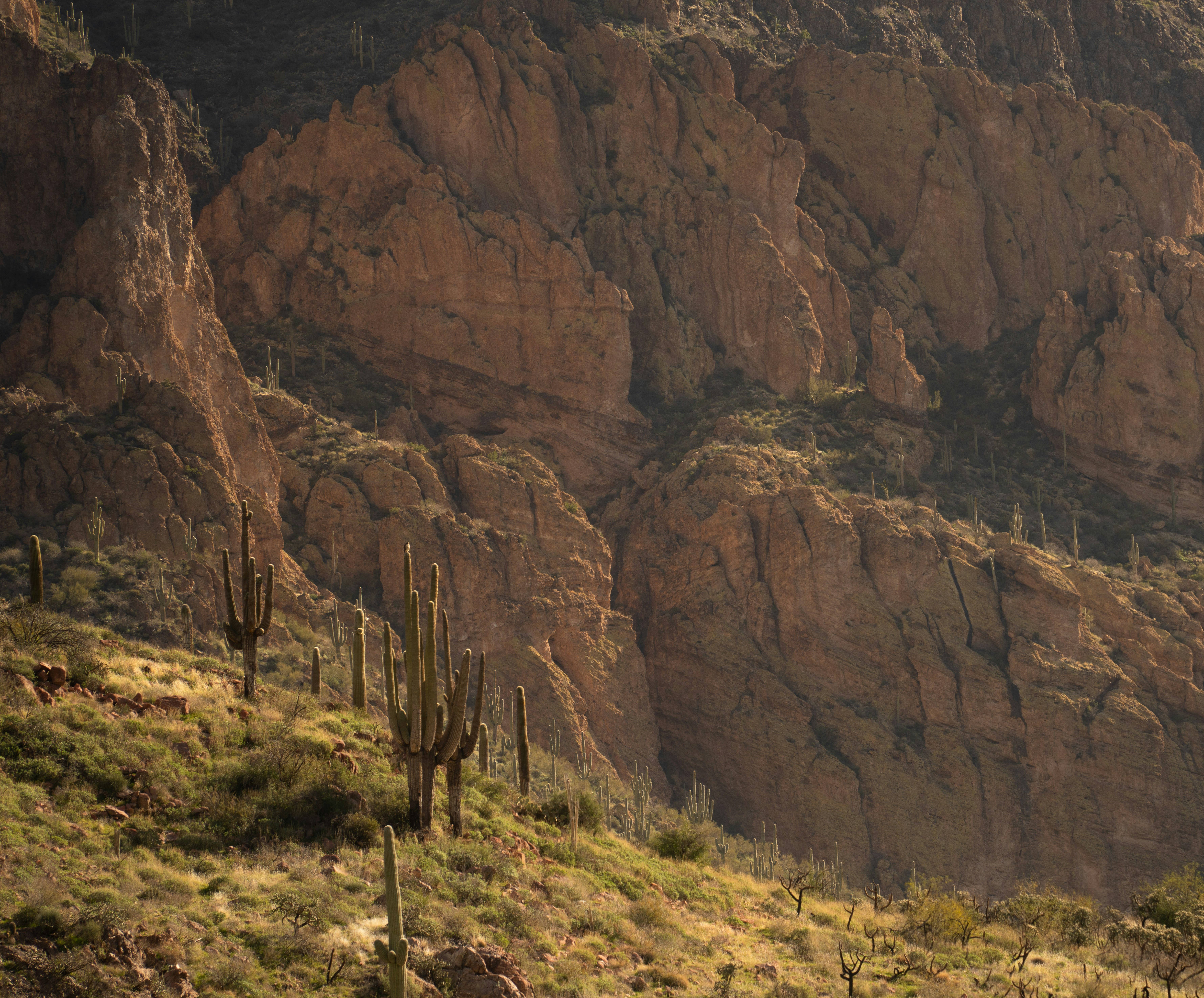 The Jonsteen Company - Wholesale Plant Seeds - Saguaro Cactus | Seed Grow Kit14