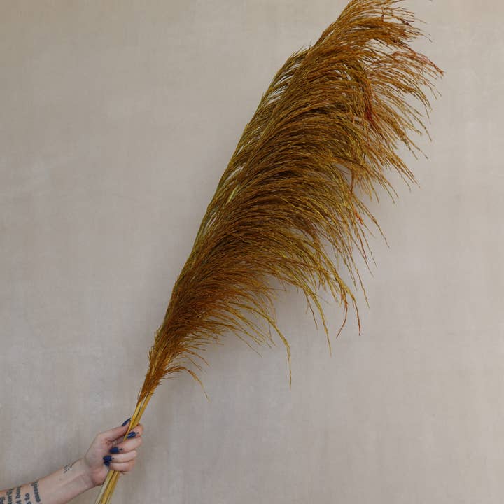 Gefärbtes Schilfrohrgras 3FT für den Großhandel von FlowerFantaSee