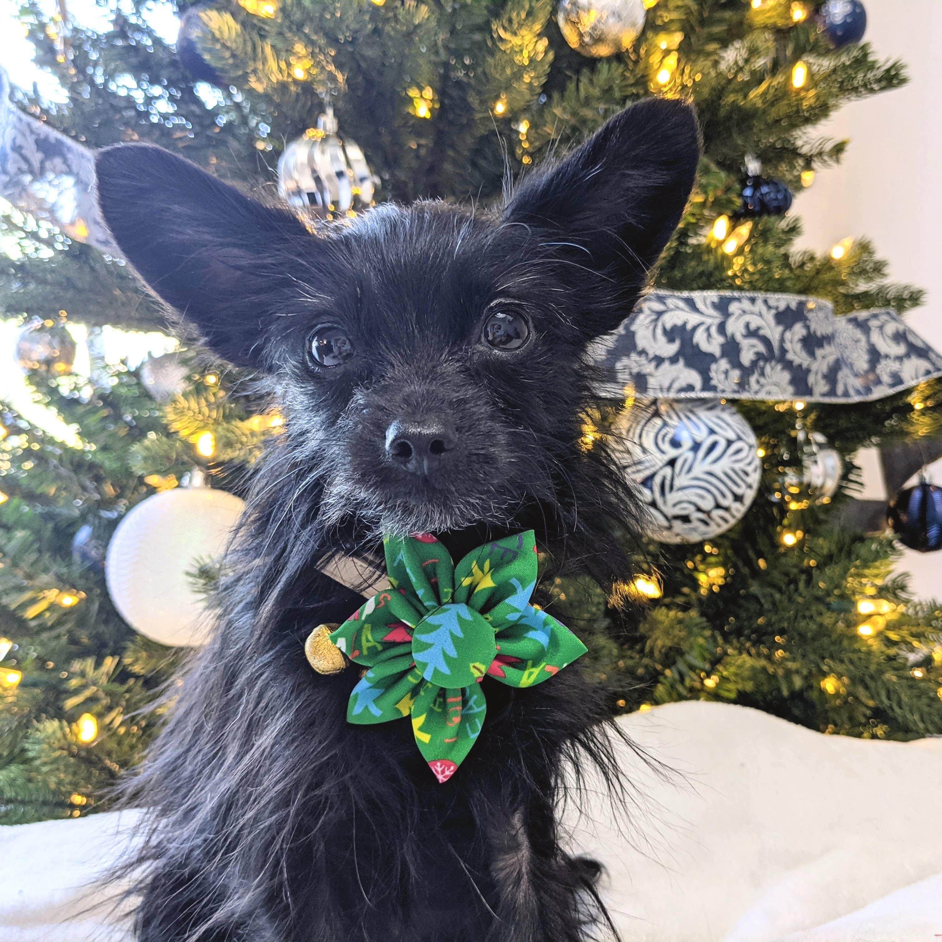 Huxley & Kent – Engroshandel Kæledyrsbutterfly – Kat/hund – Glædelig & Bright Pinwheel2