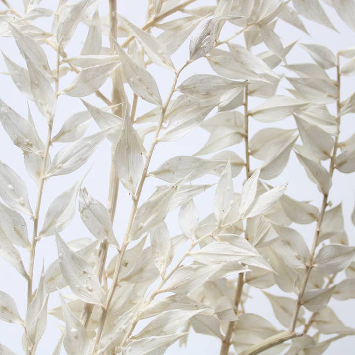 Ruscus - Preserved and other Purchase Wholesale ruscus greenery. Free Returns & Net 60 Terms on Faire trending on Faire.