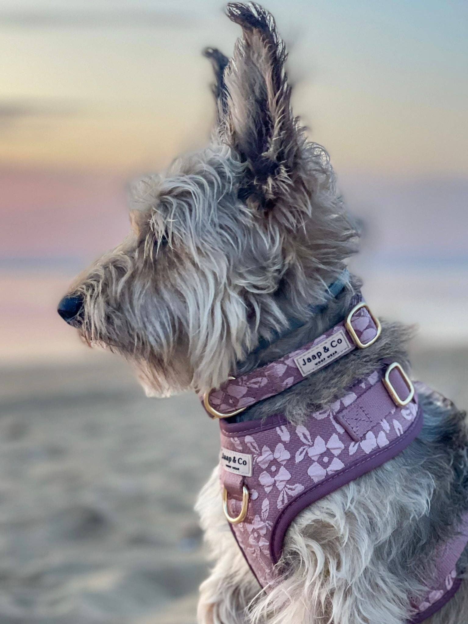 Jaap & Co - Woof Wear - Vente Collier – chien - Rosé Dusk - Collier pour chien1