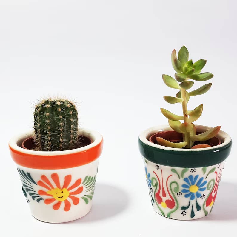 Mediterranean Collection - Vente Succulentes - Pots à plantes succulentes en céramique turque avec succulentes vivantes - 25 pièces1