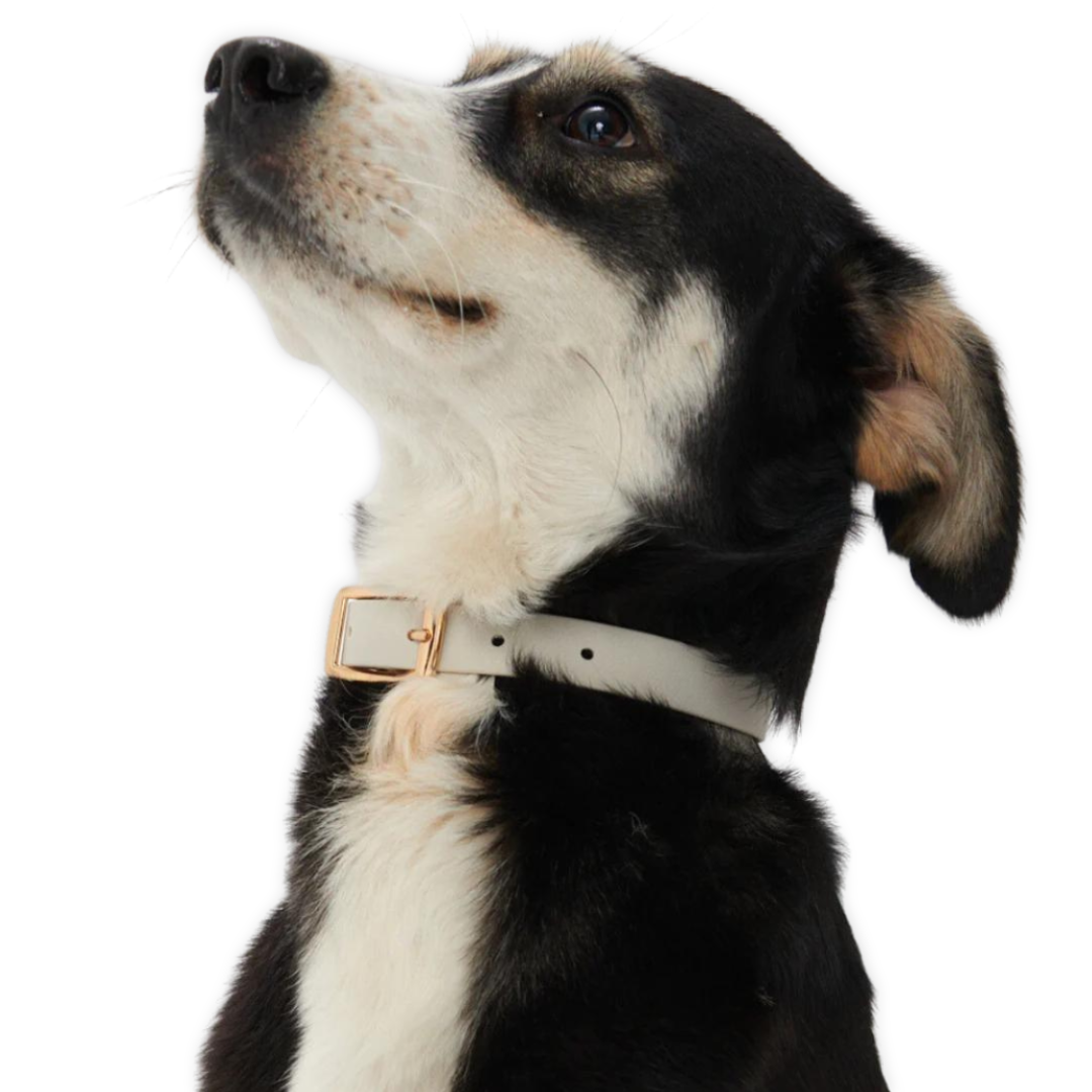 Furei Pets - Wholesale Pet Collar - Dog - Collar10