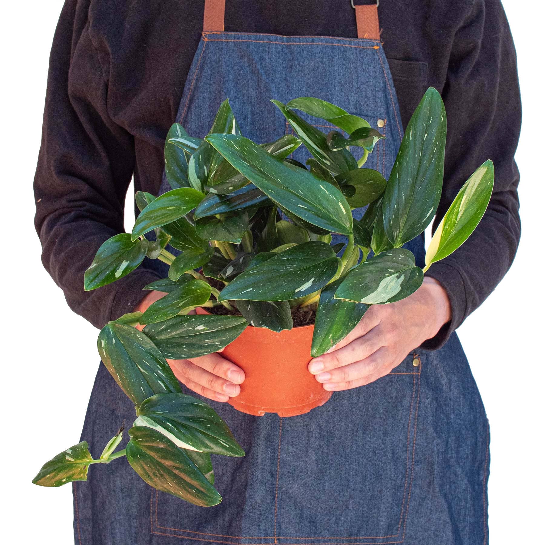 House Plant Wholesale - Wholesale Live Plant - Monstera 'Standeleyana Albo Variegated' - 6" Pot2